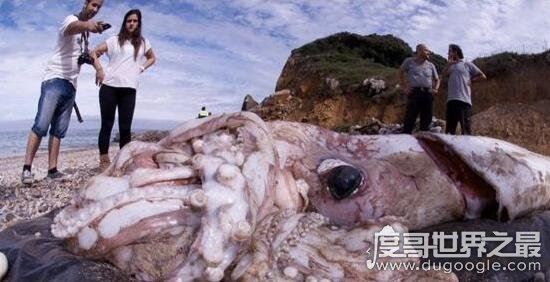 巨型大王乌贼图片大全，出航1000次才终于拍到罕见身姿