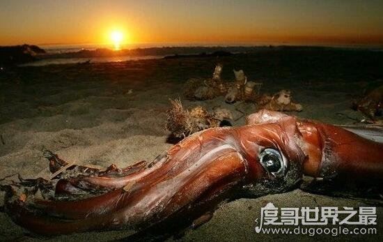 巨型大王乌贼图片大全，出航1000次才终于拍到罕见身姿