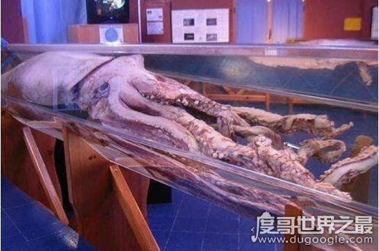 巨型大王乌贼图片大全，出航1000次才终于拍到罕见身姿