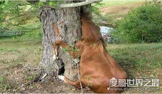 世界上有食人树吗，印尼食人树奠柏只是传闻(并不存在)