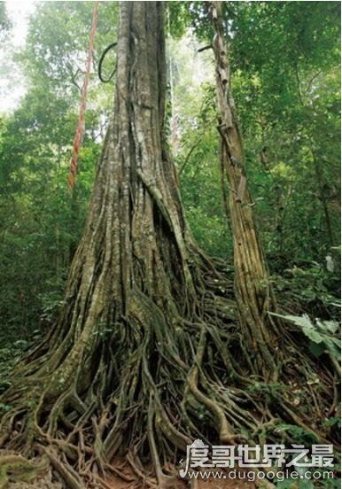 世界上有食人树吗，印尼食人树奠柏只是传闻(并不存在)