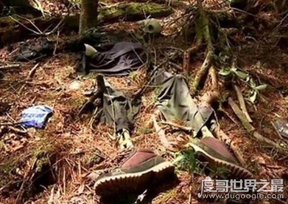 世界上有食人树吗,印尼食人树奠柏只是传闻(并不存在)