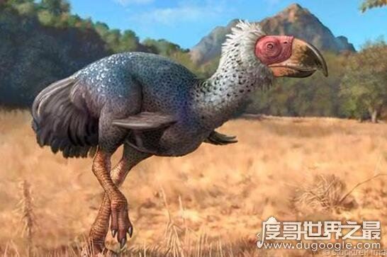 史上最大的鸟类，骇鸟灭绝的原因(食物链顶端)