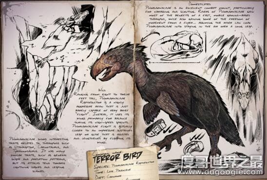 史上最大的鸟类，骇鸟灭绝的原因(食物链顶端)