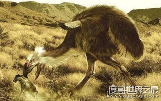 史上最大的鸟类，骇鸟灭绝的原因(食物链顶端)