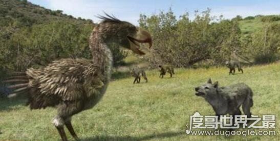 史上最大的鸟类，骇鸟灭绝的原因(食物链顶端)
