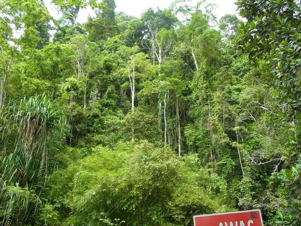 世界上生长最快的树，杏仁桉5年便可长成10米的参天大树