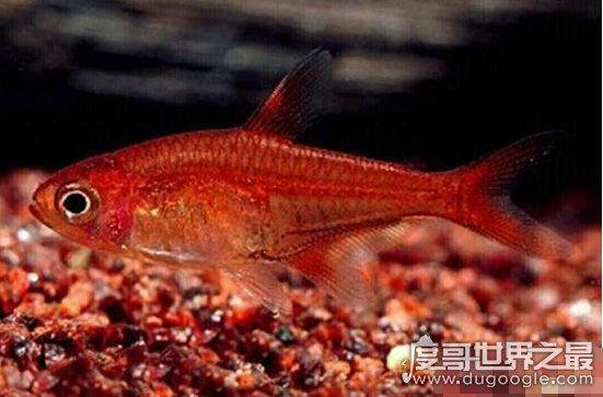世界十大最奇特的鱼,喷火鱼能喷出3米长火焰