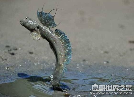 世界十大最奇特的鱼,喷火鱼能喷出3米长火焰