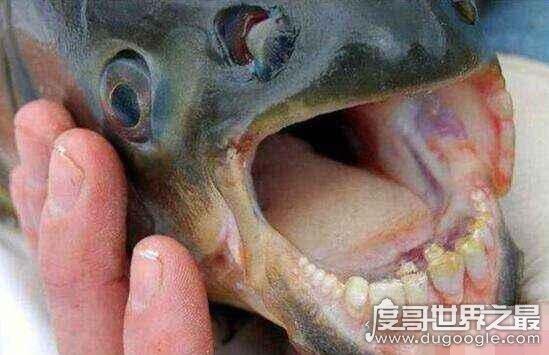 世界十大最奇特的鱼，喷火鱼能喷出3米长火焰