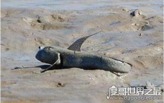 世界十大最奇特的鱼，喷火鱼能喷出3米长火焰