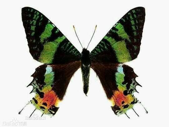 世界上最毒的蛾子,多尾凤蛾(最毒的蝴蝶长翅凤蝶)
