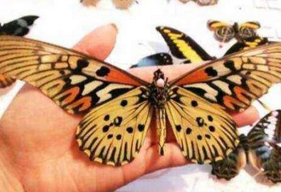 世界上最毒的蛾子，多尾凤蛾(最毒的蝴蝶长翅凤蝶)