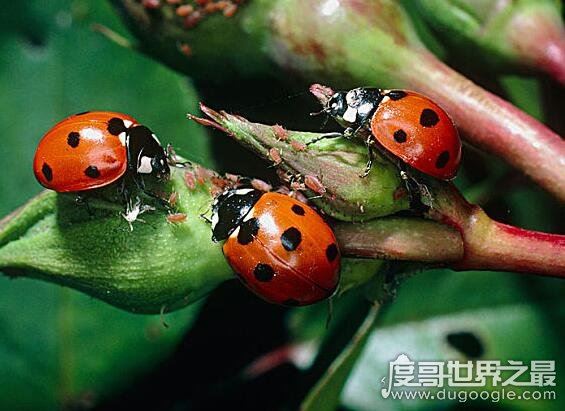 七星瓢虫吃什么,许多瓜果农作物的害虫都是它们的食物