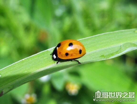 七星瓢虫吃什么，许多瓜果农作物的害虫都是它们的食物