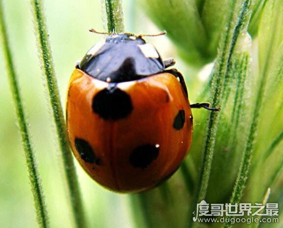 七星瓢虫吃什么，许多瓜果农作物的害虫都是它们的食物