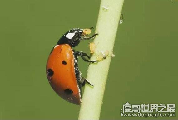 七星瓢虫吃什么，许多瓜果农作物的害虫都是它们的食物
