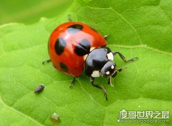七星瓢虫吃什么，许多瓜果农作物的害虫都是它们的食物