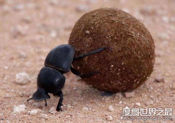 自然界中力气最大的昆虫，屎壳郎(能推动比身体重1000倍的物体)