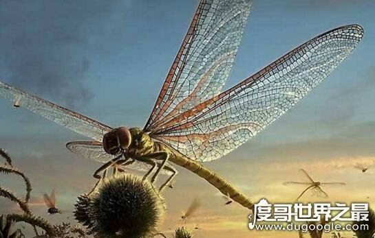 自然界中力气最大的昆虫，屎壳郎(能推动比身体重1000倍的物体)