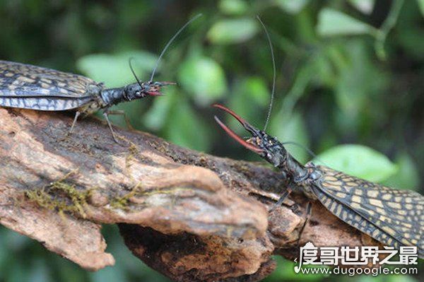 自然界中力气最大的昆虫,屎壳郎(能推动比身体重1000倍的物体)