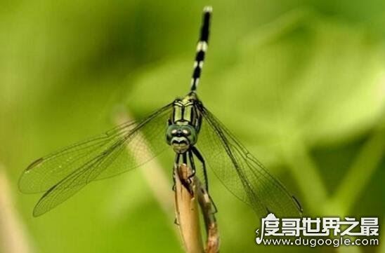 自然界中力气最大的昆虫，屎壳郎(能推动比身体重1000倍的物体)