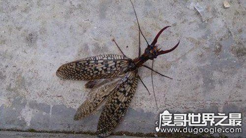 自然界中力气最大的昆虫，屎壳郎(能推动比身体重1000倍的物体)