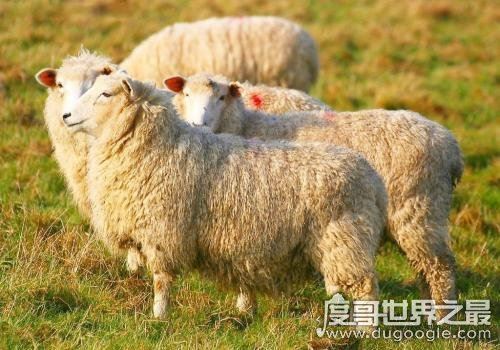 澳大利亚属于哪个洲，属于大洋洲(矿产和羊毛出口量世界第一)