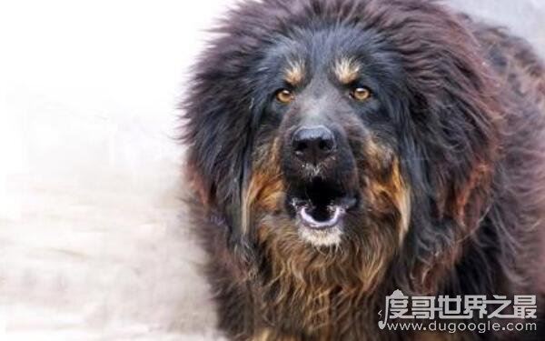世界上最奇葩的狗排名,大多性格凶狠(藏獒名列其中)