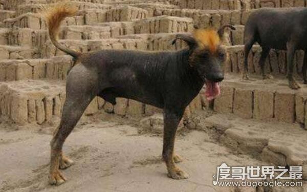 世界上最奇葩的狗排名，大多性格凶狠（藏獒名列其中）