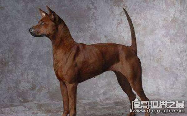 世界上最奇葩的狗排名，大多性格凶狠（藏獒名列其中）