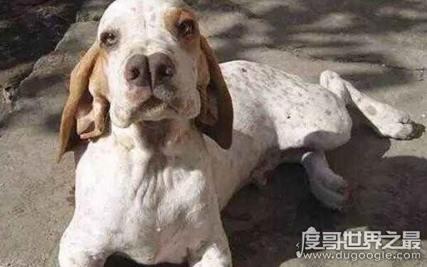 世界上最奇葩的狗排名，大多性格凶狠（藏獒名列其中）