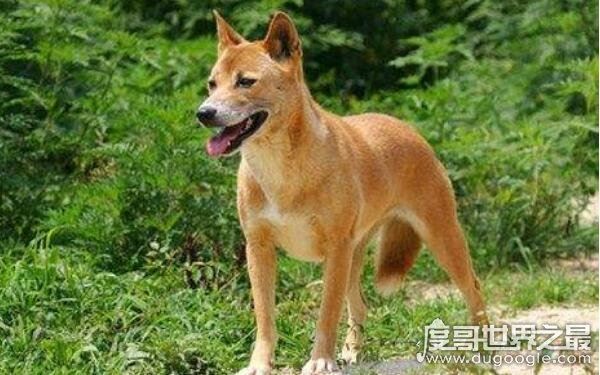 世界上最奇葩的狗排名，大多性格凶狠（藏獒名列其中）