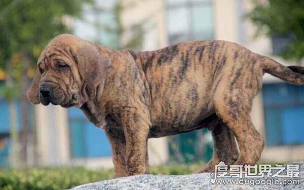 世界上最奇葩的狗排名，大多性格凶狠（藏獒名列其中）