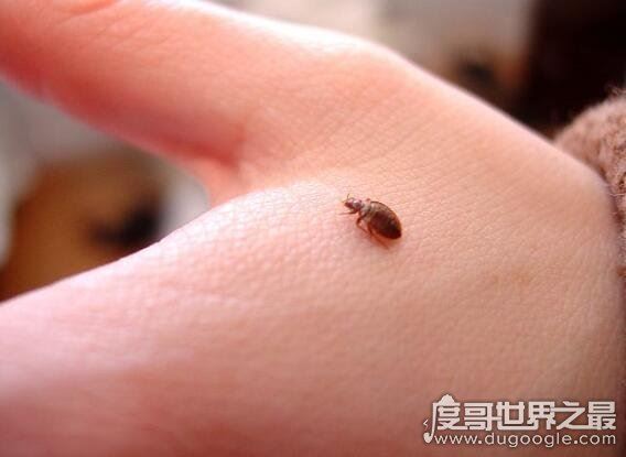 小心家中床虱经常出没的地方,教你一招彻底消灭床虱