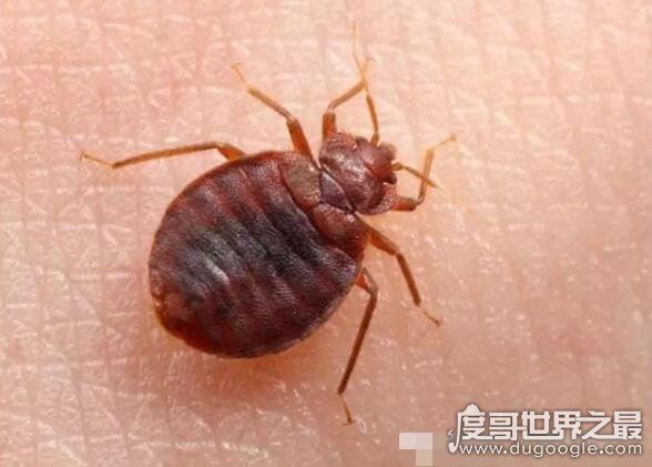 小心家中床虱经常出没的地方，教你一招彻底消灭床虱