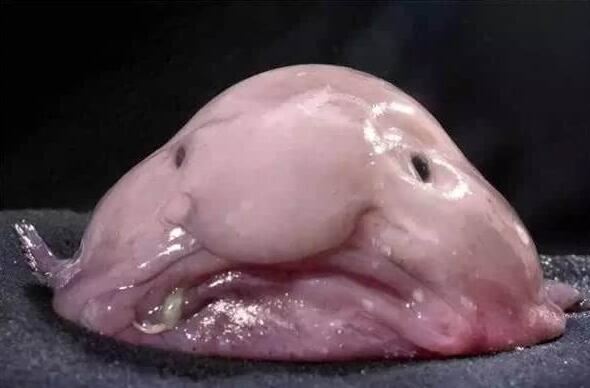 世界上最丑的鱼水滴鱼能吃吗，丑成了一坨翔(不能吃)