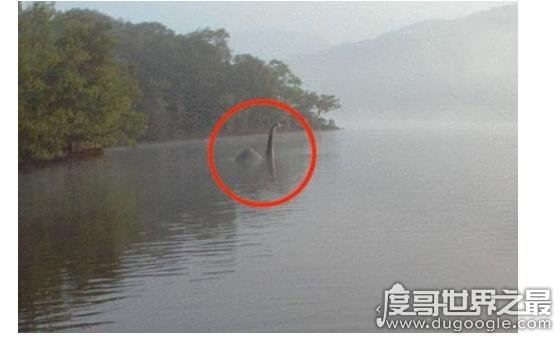 传闻中的尼斯湖水怪图片，真相已被揭开(疑似巨型鳗鱼)