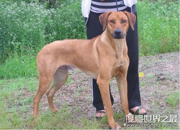 世界十大最好的狩猎犬,罗得西亚脊背犬能狩猎狮子(对主人极忠诚)
