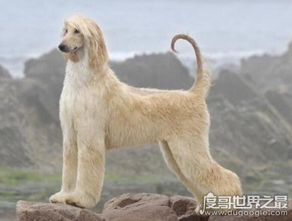 世界十大最好的狩猎犬，罗得西亚脊背犬能狩猎狮子(对主人极忠诚)