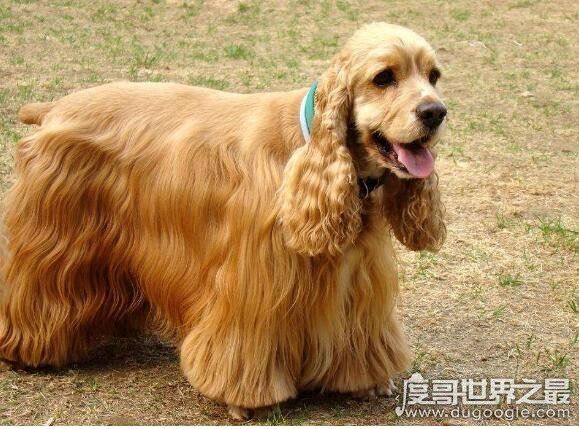 世界十大最好的狩猎犬，罗得西亚脊背犬能狩猎狮子(对主人极忠诚)