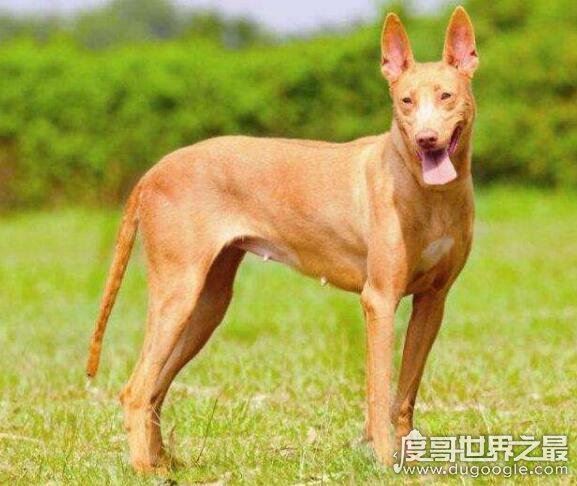 世界十大最好的狩猎犬，罗得西亚脊背犬能狩猎狮子(对主人极忠诚)