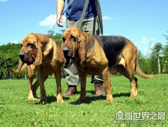 世界十大最好的狩猎犬，罗得西亚脊背犬能狩猎狮子(对主人极忠诚)