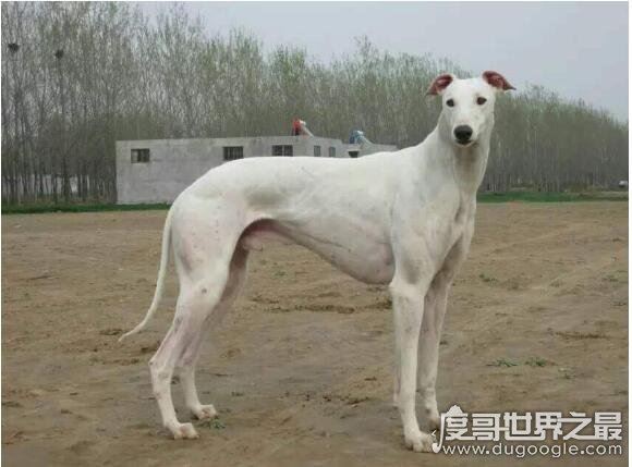 世界十大最好的狩猎犬，罗得西亚脊背犬能狩猎狮子(对主人极忠诚)