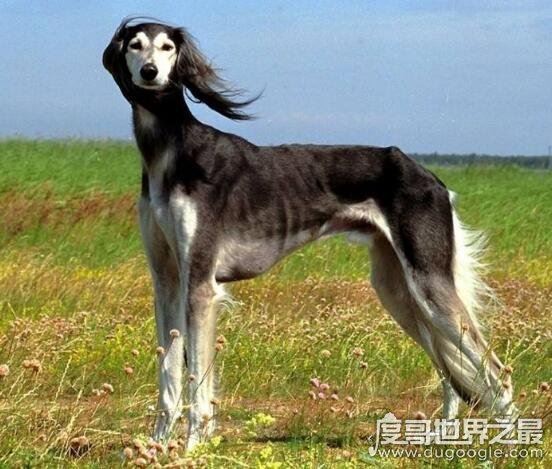 世界十大最好的狩猎犬，罗得西亚脊背犬能狩猎狮子(对主人极忠诚)