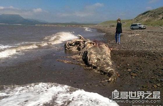 世界上真实存在的水怪,卡布罗龙(体长20米的马头蛇尾大海怪)