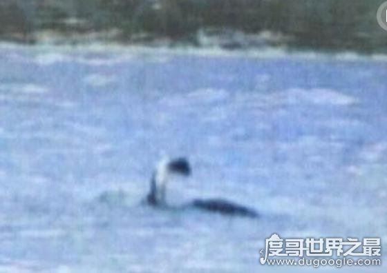 世界上真实存在的水怪，卡布罗龙(体长20米的马头蛇尾大海怪)