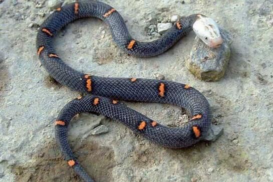 世界上最让人头疼的蛇，喜玛拉雅白头蛇绝食至死