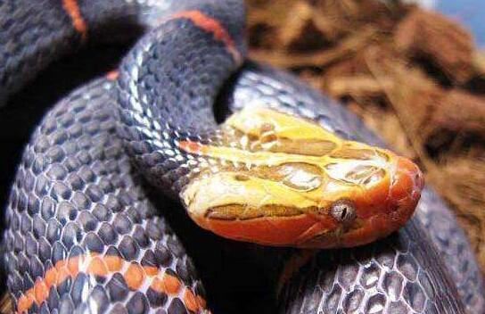 世界上最让人头疼的蛇，喜玛拉雅白头蛇绝食至死