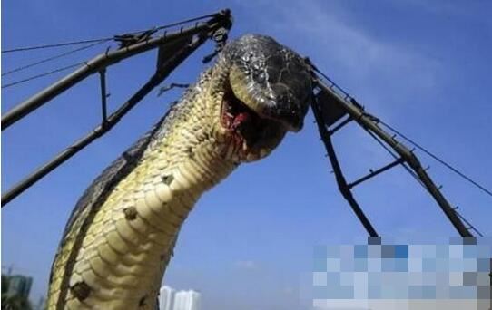 100米长巨型蟒蛇事件真相，假的(目前最大的蛇14.85米)